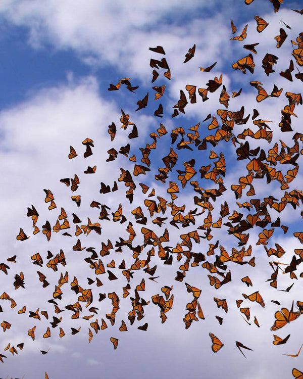 What We're Listening to: Monarch Butterfly Playlist