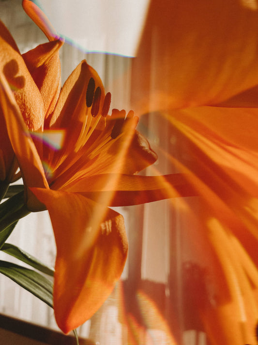 Flowers In Focus